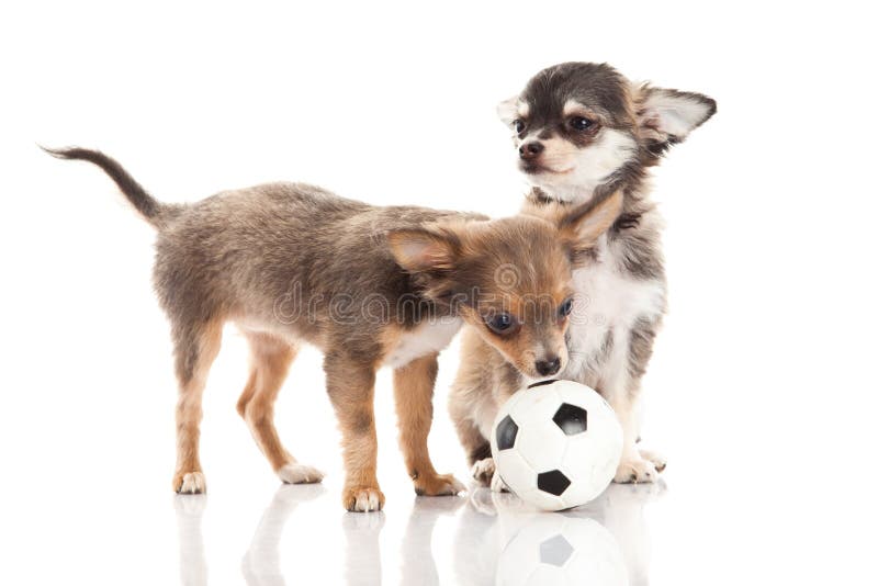 Dog football chihuahua isolated on white background. Chihuahua isolated on white background pets soccer player domestic ball goal sport concept for designer play royalty free stock images Dog football chihuahua isolated on white background. Chihuahua isolated on white background pets soccer player domestic ball goal sport concept for designer play royalty free stock images