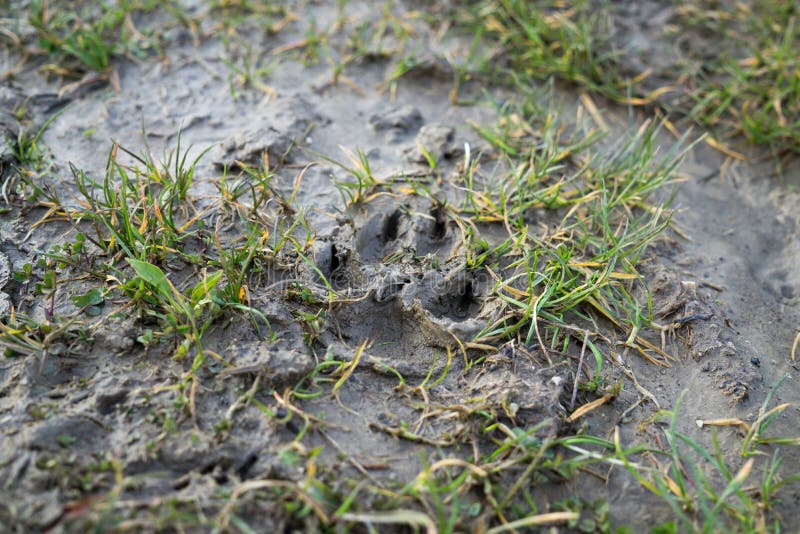 Dog footprint in the mud. Slovakia