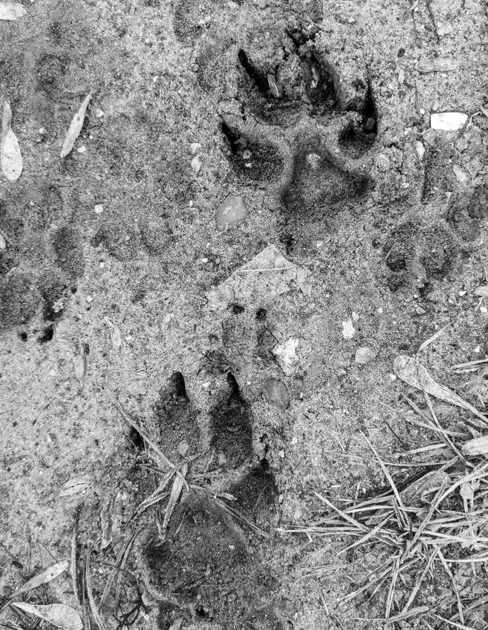 Dog Footprints on Frozen Ground As Background Stock Photo Image of