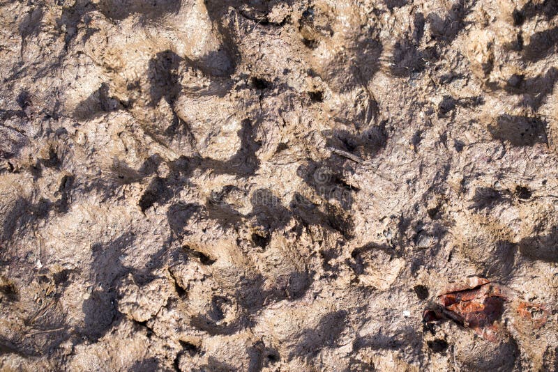 Dog footprints in the mud stock image. Image of coyote - 100738403