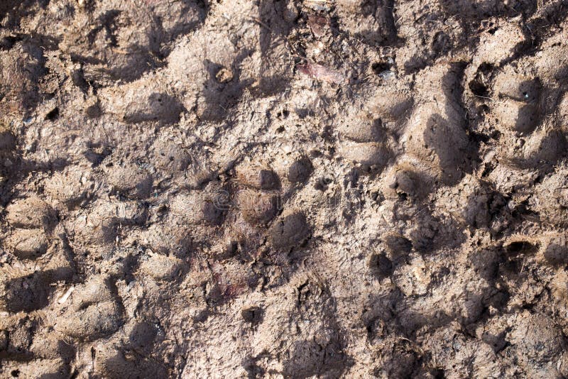 Dog footprints in the mud stock image. Image of reminiscence - 102312613