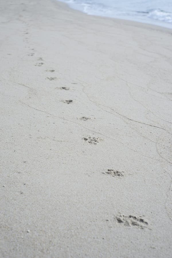 Dog Footprints Track Along a Sandy Beach To the Shore.dog Footsteps in ...