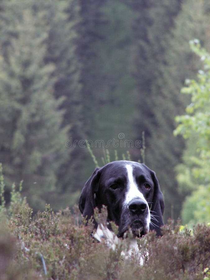 Dog in forest