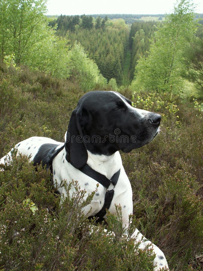 Dog in forest