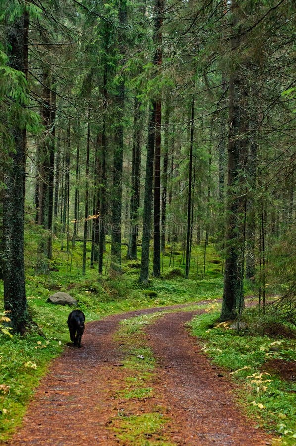 Dog in the forest