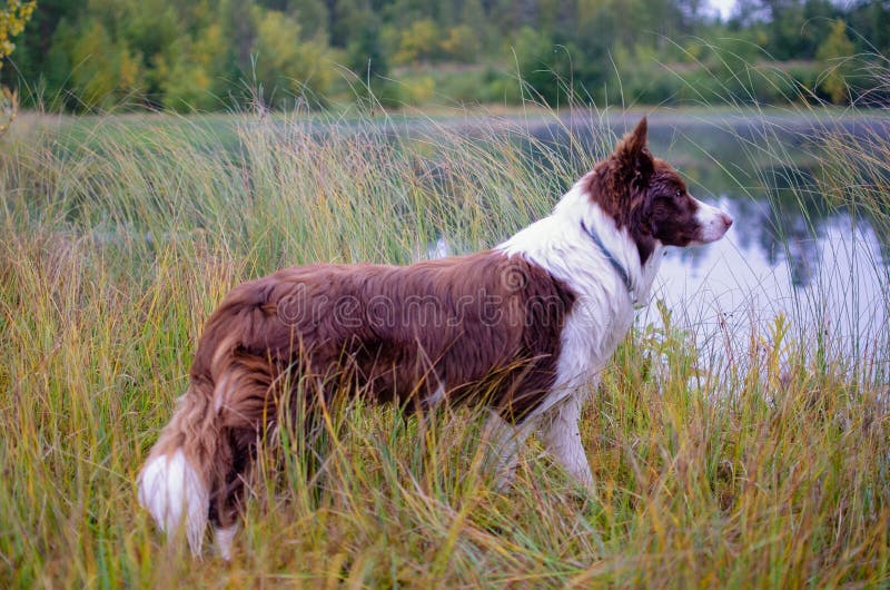 Dog in the forest. brown border collie in the forest. stock image Dog in the forest. brown border collie in the forest. stock image
