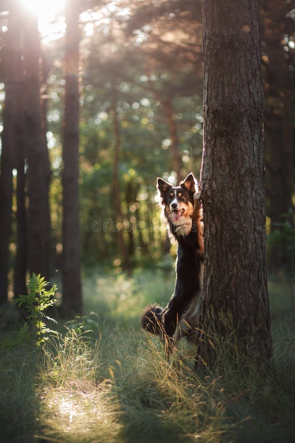 Dog in the forest the peeps. tricolor border collie in nature. Pet for a walk