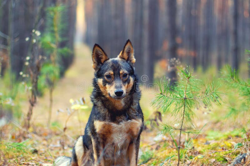 Dog in the forest stock image. Image of hound, pine, homeless 46605309