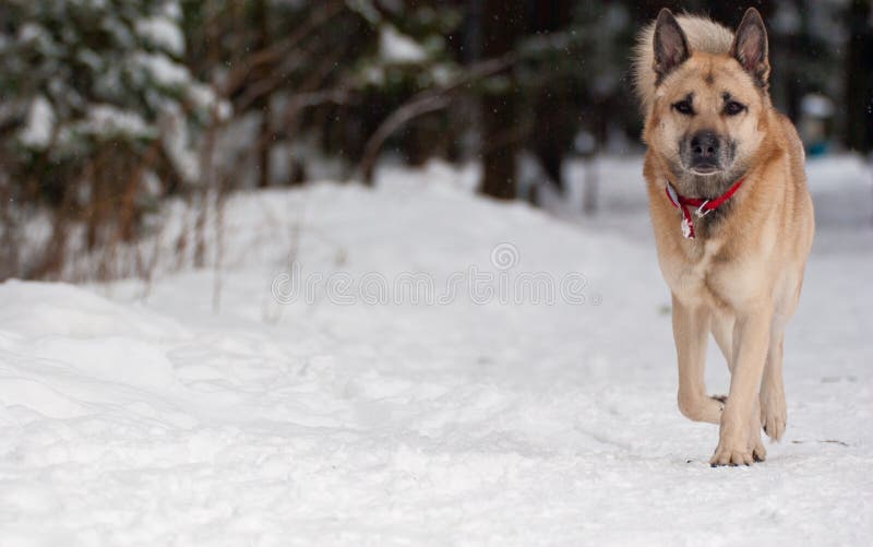 Dog in forrest