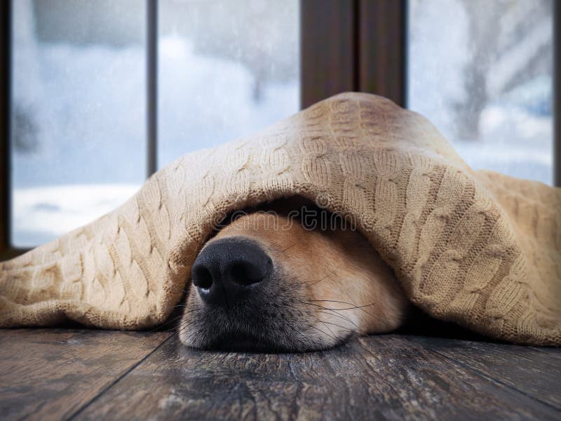 The dog freezes. Funny dog wrapped in a warm blanket. Outside the window snow, winter
