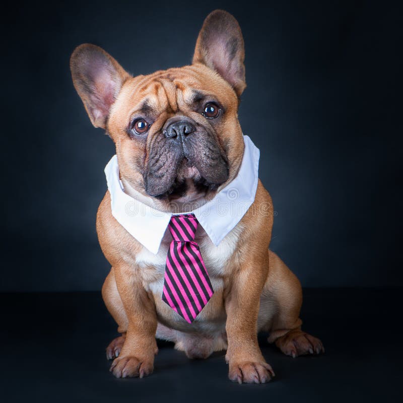 A dog, a french bulldog in a tie and a white collar. Education, training of dogs.