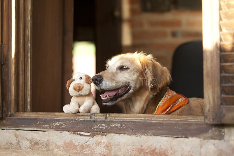 Dog and friend dog toy