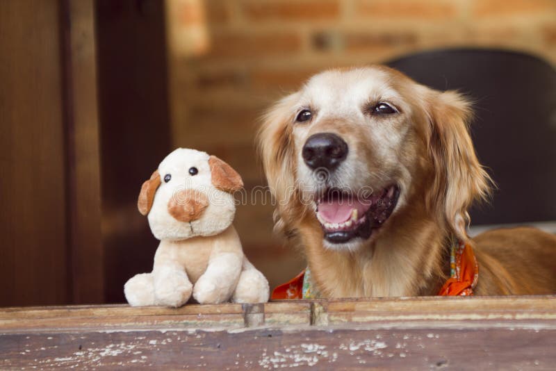 Dog and friend dog toy