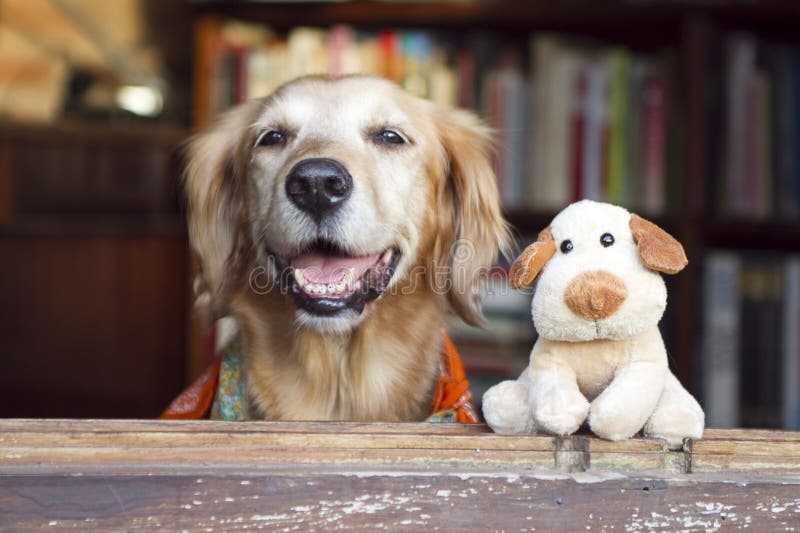 Dog and friend dog toy