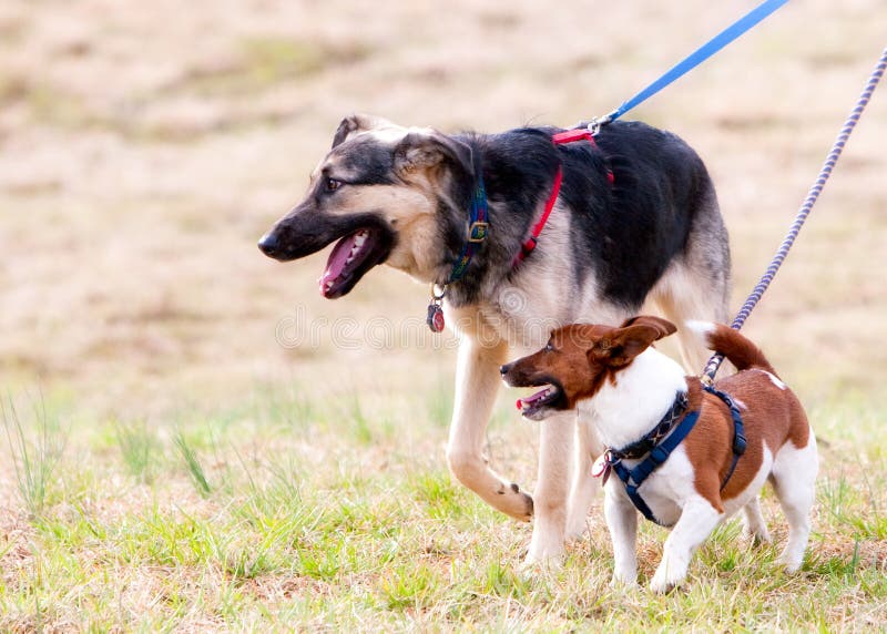 Dog Friends Out for a Walk. Stock Photo Image of alert, companion