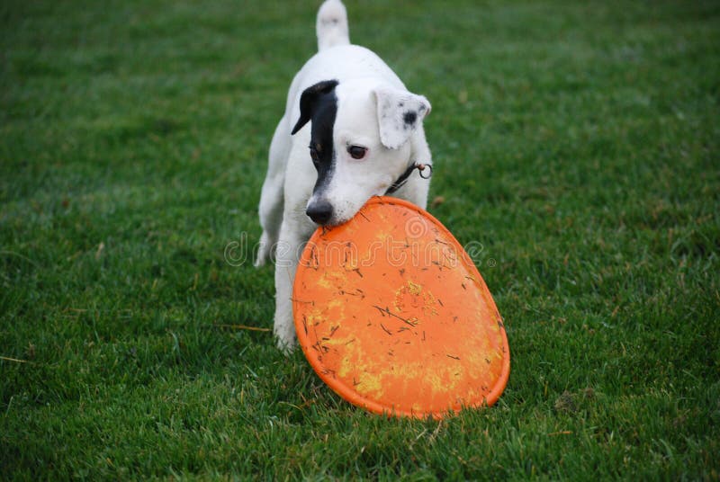rubber dog frisbee