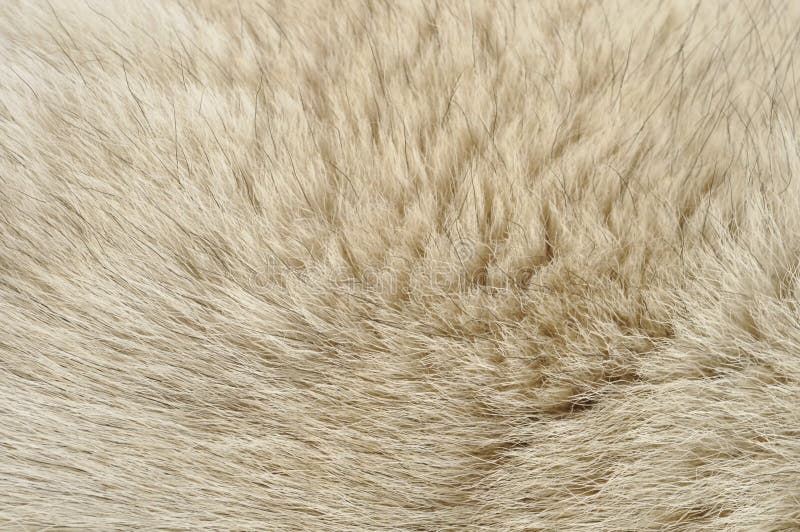 5,518 Dog Fur Texture Stock Photos Free & RoyaltyFree Stock Photos