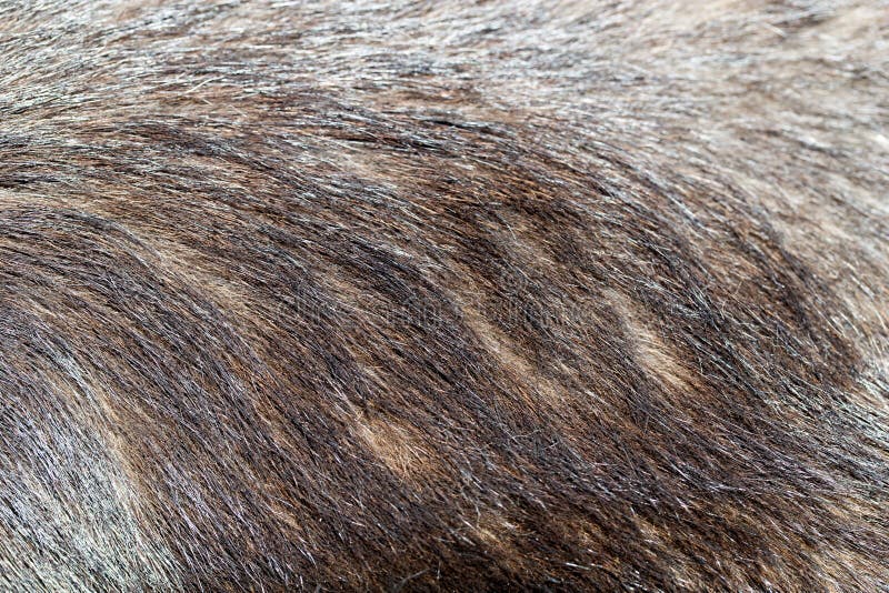Dog Fur As Background. Texture Stock Photo Image of macro, animal