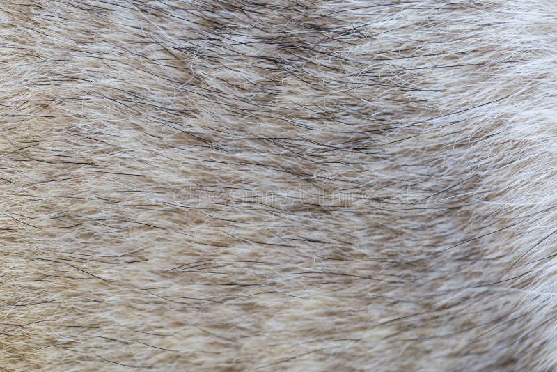Dog fur stock photo. Image of hairs, short, natural, silver 77658542