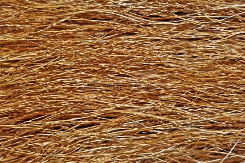 Dog fur texture or background. Extreme close view stock image