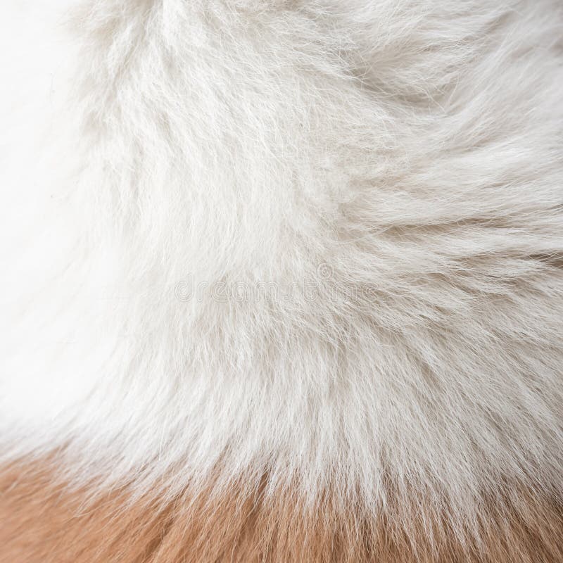 Dog Fur Texture Stock Photos Download 2,017 Royalty Free Photos