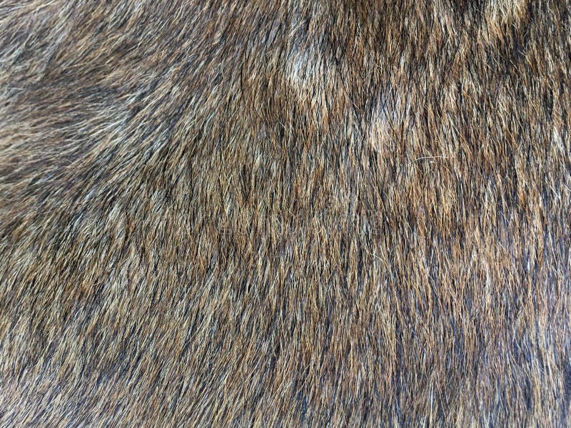 Dog Fur Texture Stock Photos - Download 2,017 Royalty Free Photos