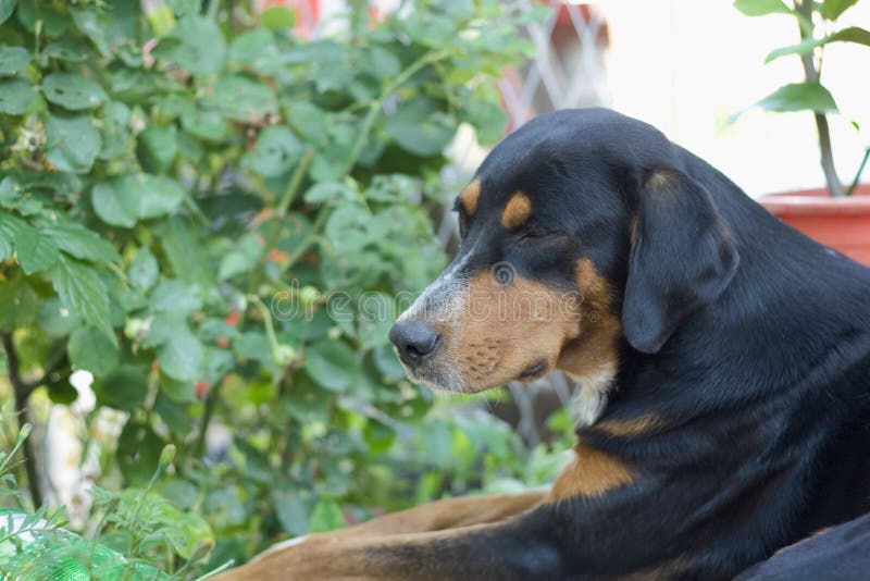 Dog in a garden