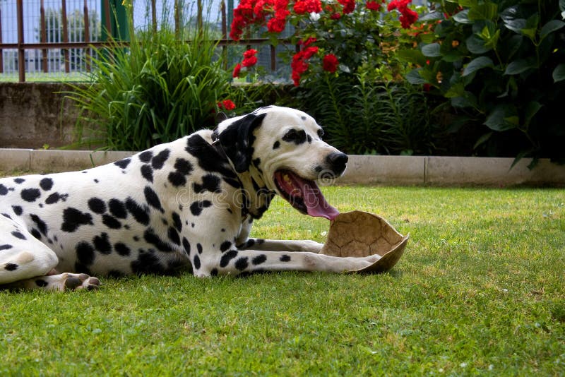 Dog in the garden