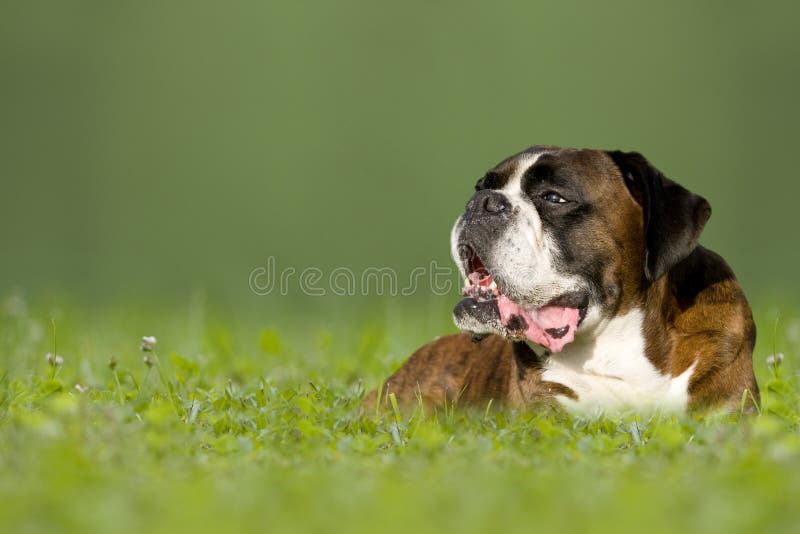 Cane, tedesco, Boxer, sdraiato in un prato.