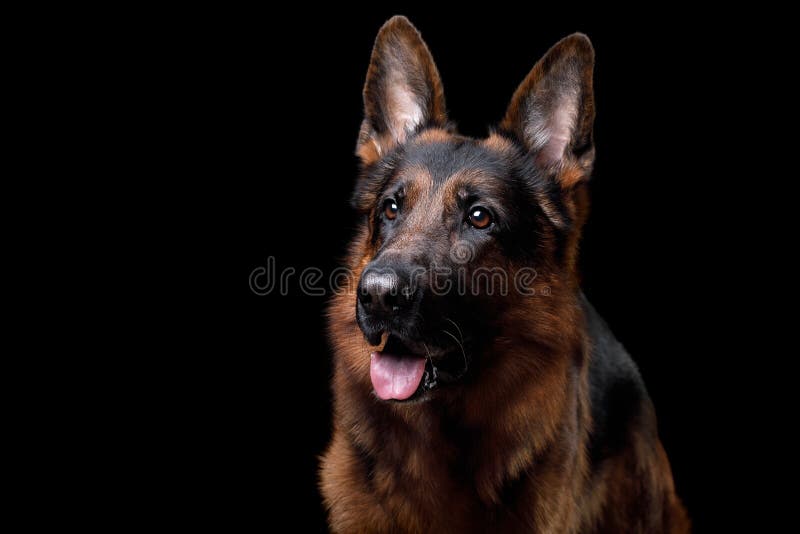 227,288 Dog Black Background Stock Photos Free & RoyaltyFree Stock