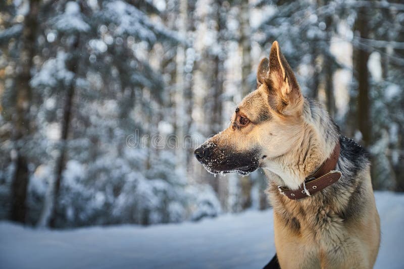 Dog German Shepherd outdoors in the forest in a winter day. Russian guard dog Eastern European Shepherd in nature on the