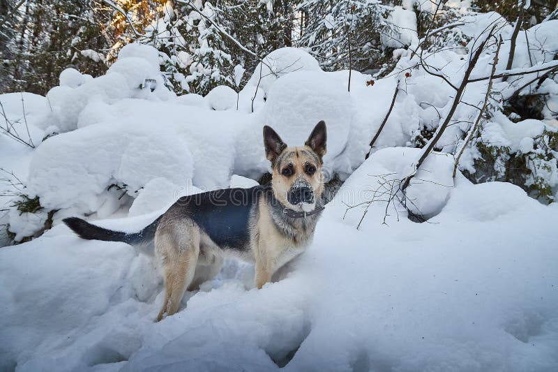 Dog German Shepherd outdoors in the forest in a winter day. Russian guard dog Eastern European Shepherd in nature on the