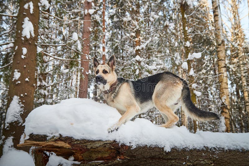 Dog German Shepherd outdoors in the forest in a winter day. Russian guard dog Eastern European Shepherd in nature on the