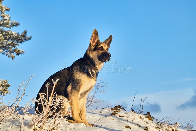 Dog German Shepherd in a winter forest with snow and sun during sunset on sunrise in cold day with sun