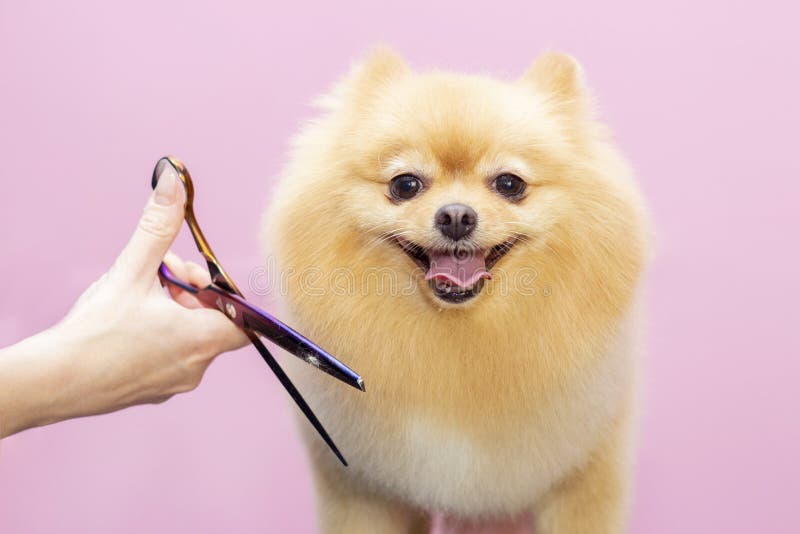 Dog gets hair cut at Pet Spa Grooming Salon. Closeup of Dog. The dog is trimmed with scissors. pink background. groomer concept stock photos