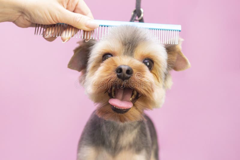 Dog gets hair cut at Pet Spa Grooming Salon. Closeup of Dog. the dog has a haircut. comb the hair. pink background. groomer concept