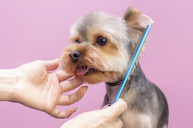 Dog gets hair cut at Pet Spa Grooming Salon. Closeup of Dog.