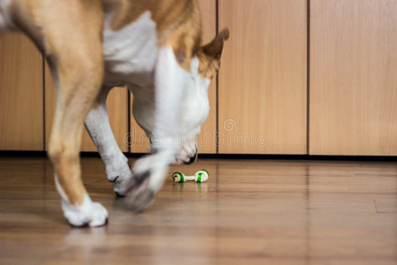 Dog getting a cookie stock image. Image of candy, meal 238411355