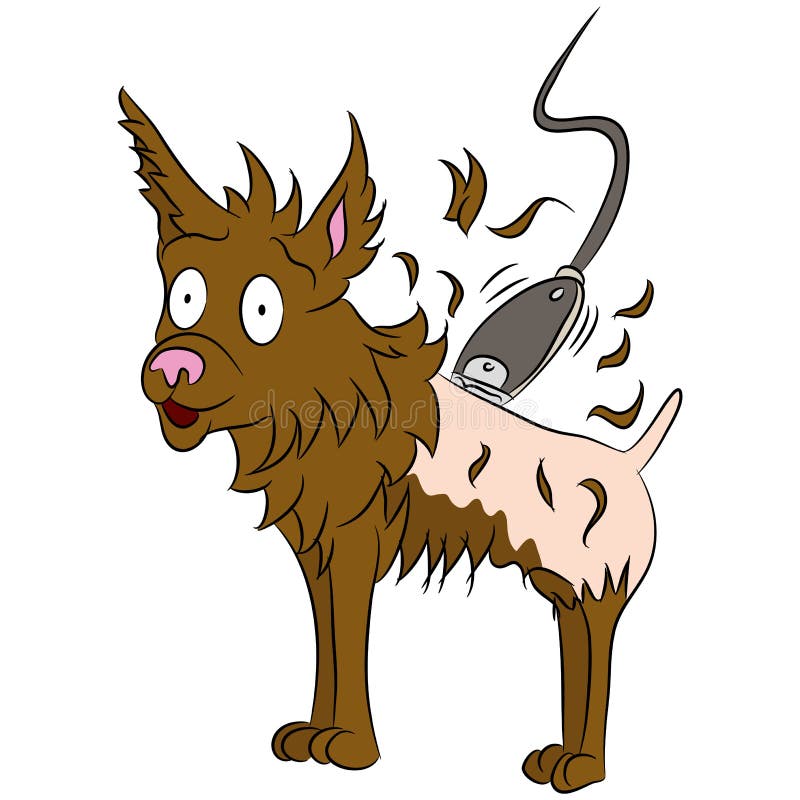 Dog Getting Shaved Haircut stock vector. Illustration of short 34604331