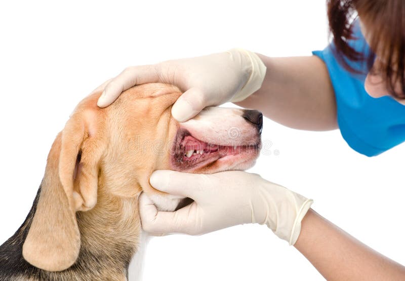 Dog getting teeth examined by veterinarian. isolated stock photography Dog getting teeth examined by veterinarian. isolated stock photography