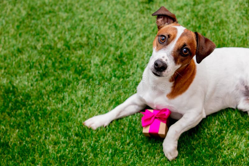 Dog with gift box stock image. Image of eyes, spring 125933581