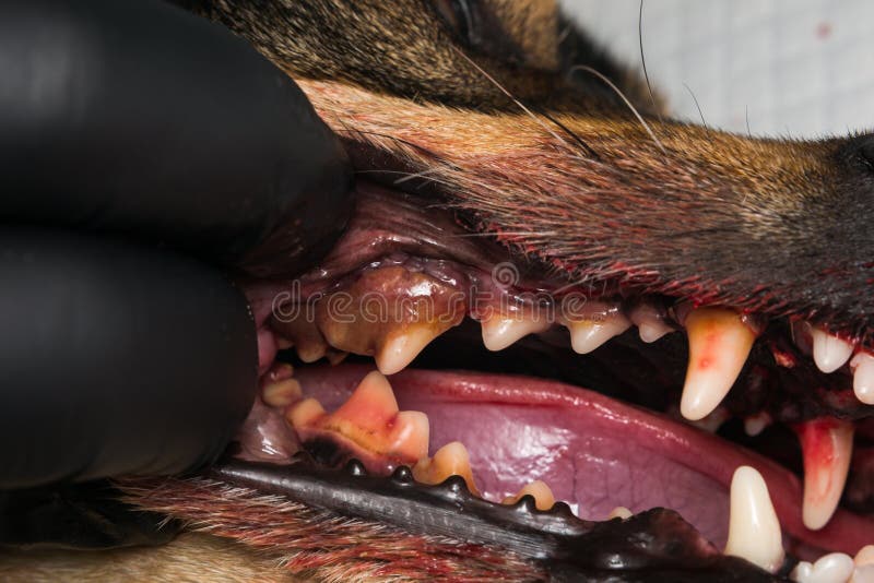 Dog Teeth with Tartar or Bacterial Plaque before Scalling Stock Image