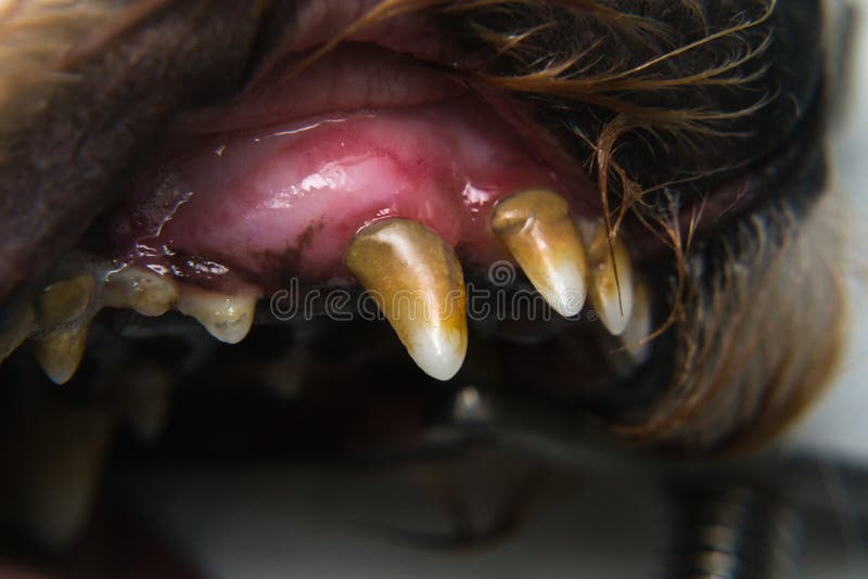 Dog with Gingivitis and Teeth with Tartar Stock Image Image of mouth