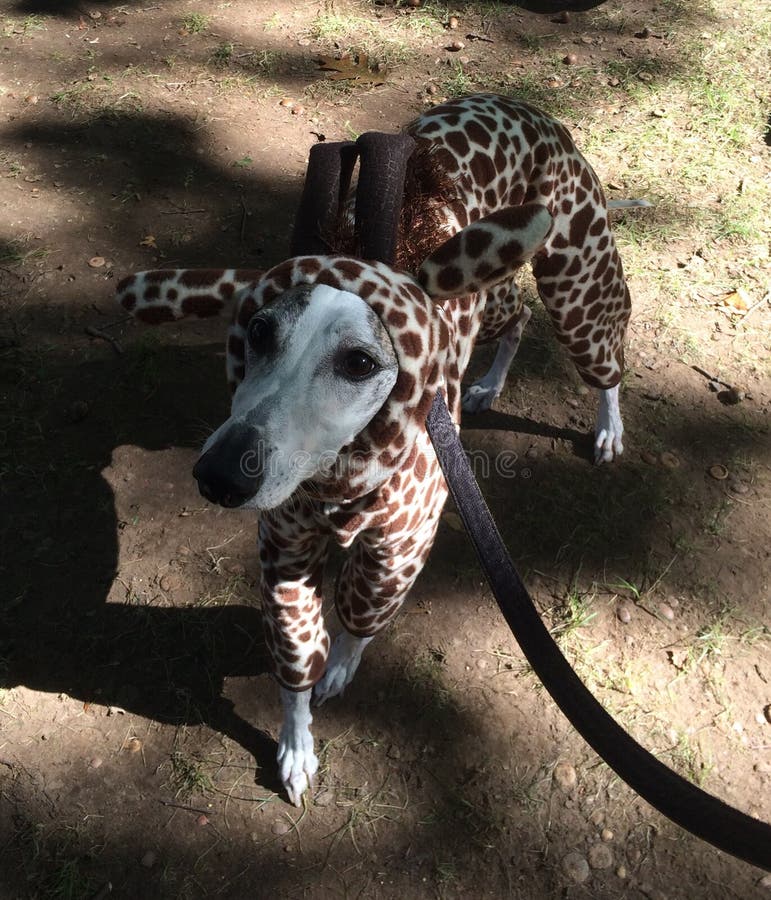 Dog or Giraffe?? stock image. Image of costume, giraffe 122338227