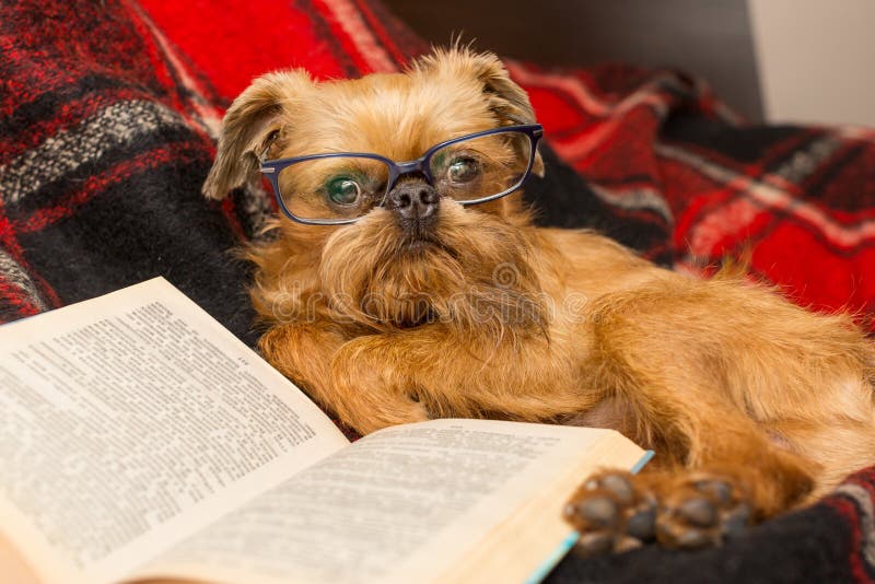 Dog with glasses reading a book