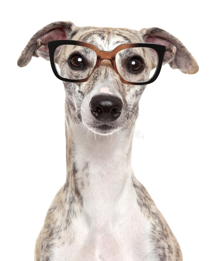 Dog in Glasses on White Background Stock Photo Image of glasses