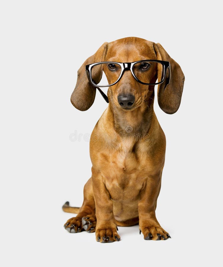 56,498 Smart Animal Stock Photos - Free & Royalty-Free Stock Photos from Dreamstime 56,498 Smart Animal Stock Photos - Free & Royalty-Free Stock Photos from Dreamstime