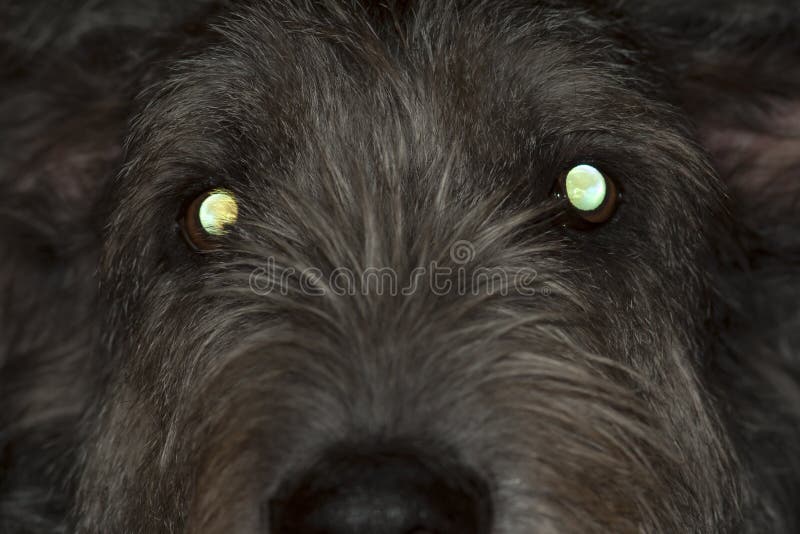 Dog with glowing eyes stock image. Image of reflect, green 83716995