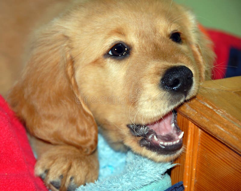 Dog gnawing wooden step