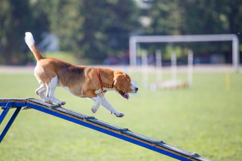 Dog Go Down on Dog Walk Obstacle in Agility Trial Editorial Stock Photo